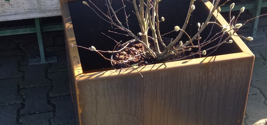 Corten stale planten bakken